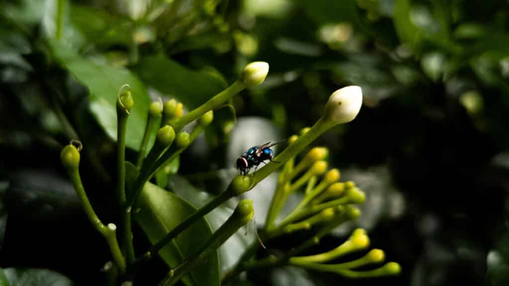 Fly on a plant with a leafy background.