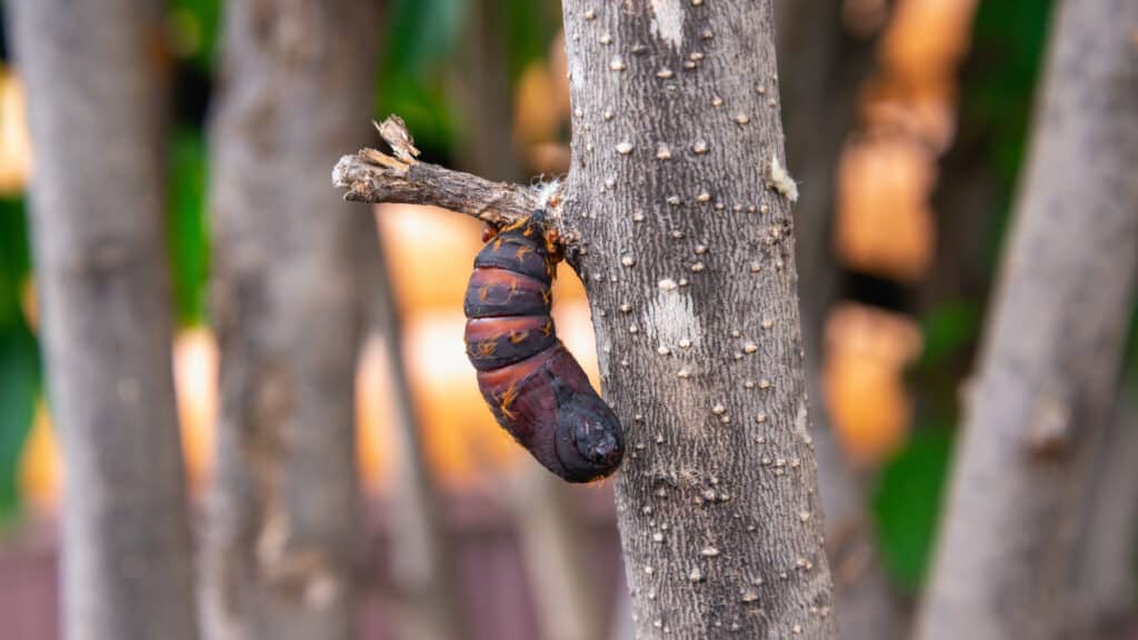 Pupa on branch of a tree.