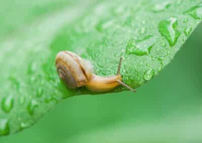 Why Do Snails and Slugs Come Out After it Rains?