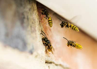 What to Do After a Wasp Sting?