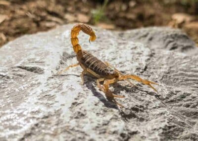 What to do for a Scorpion Sting
