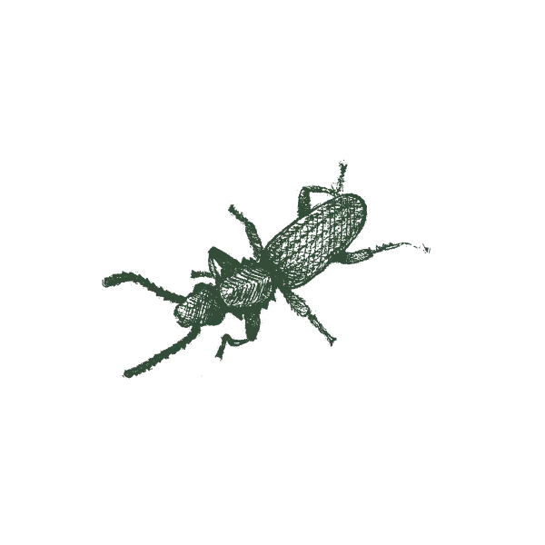 Grain-Beetle-Web-Large