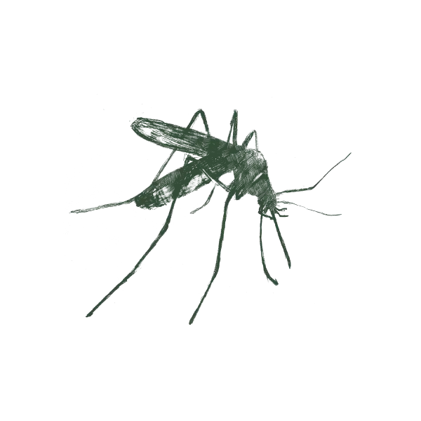Mosquito-Web-Large