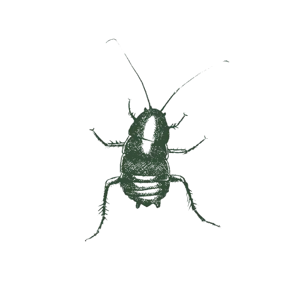 Oriental-Cockroach-Web-Large