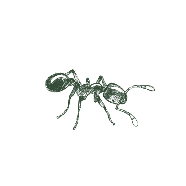 Thief-Ant-Web-Large