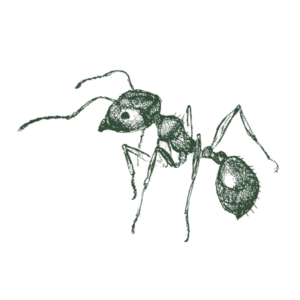 Pavement Ant