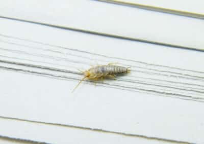Get Rid of Silverfish: Your Ultimate Guide!