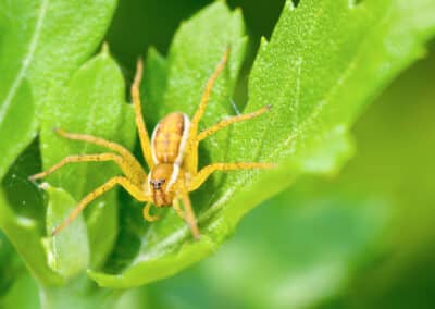 Brown Recluse Spider: Facts, Bites & Control