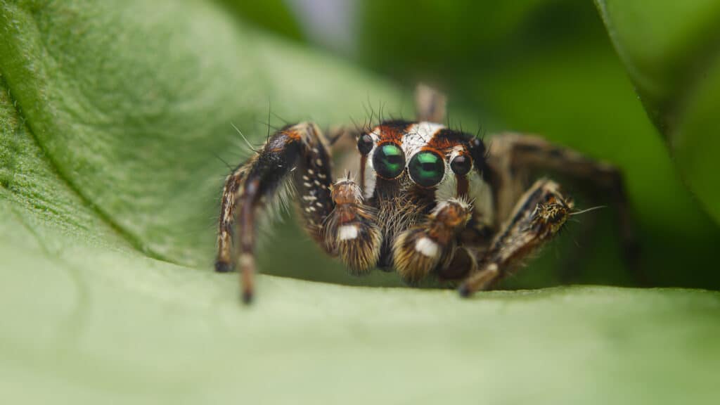 jumping spider control